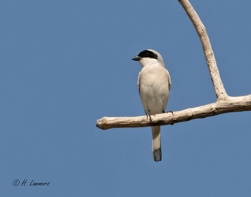 Lesser grey shrike - Kleine Klapekster - Lanius minor