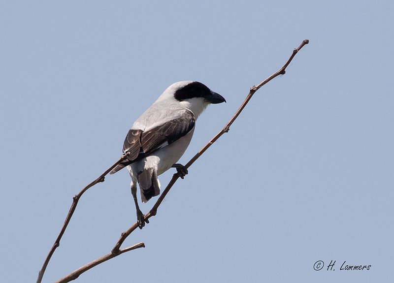 Lesser grey shrike - Kleine Klapekster - Lanius minor