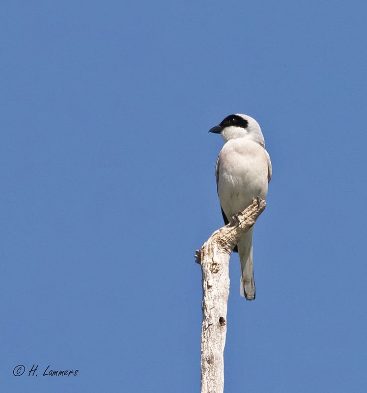 Lesser grey shrike - Kleine Klapekster - Lanius minor