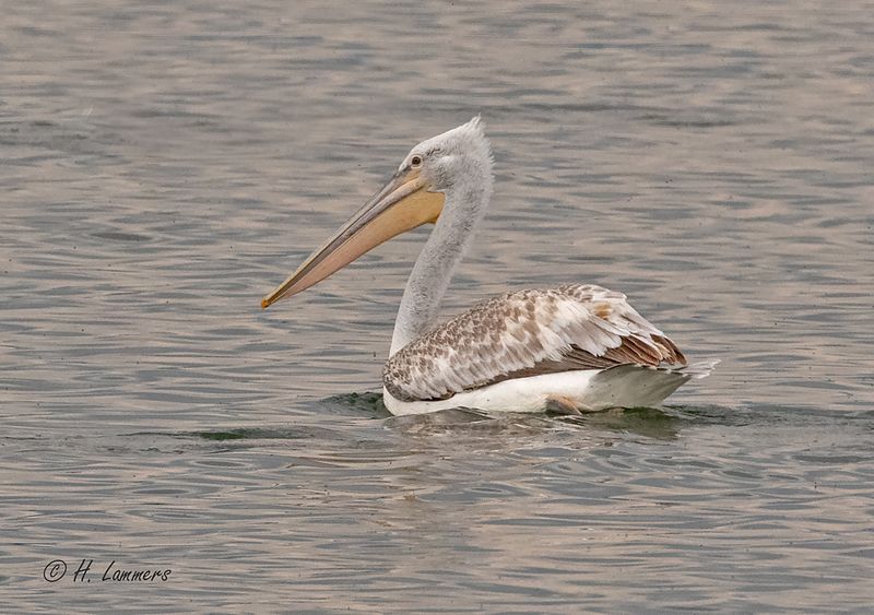 Dalmatian pelican - Kroeskoppelikaan - Pelecanus crispus