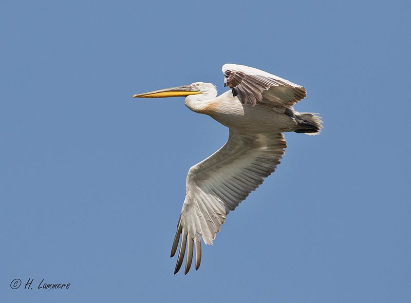 Dalmatian pelican - Kroeskoppelikaan - Pelecanus crispus