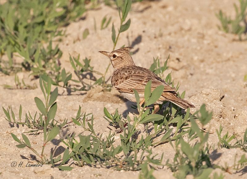 Crested lark - Kuifleeuwerik - Galerida cristata