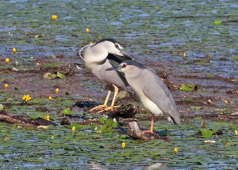 Black-crowned night heron - Kwak - Nycticorax nycticorax