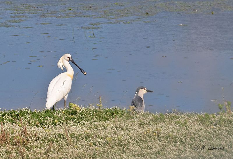 Eurasian spoonbill - Lepelaar - Platalea leucorodia