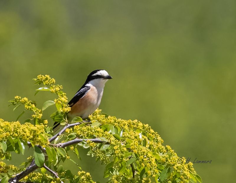 Masked shrike - Maskerklauwier - Lanius nubicus 