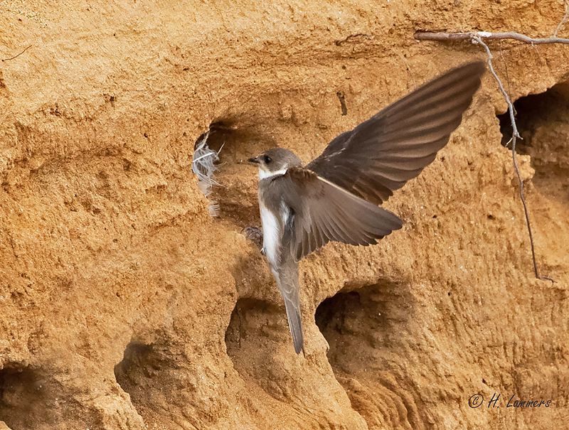 Sand martin - Oeverzwaluw - Riparia riparia