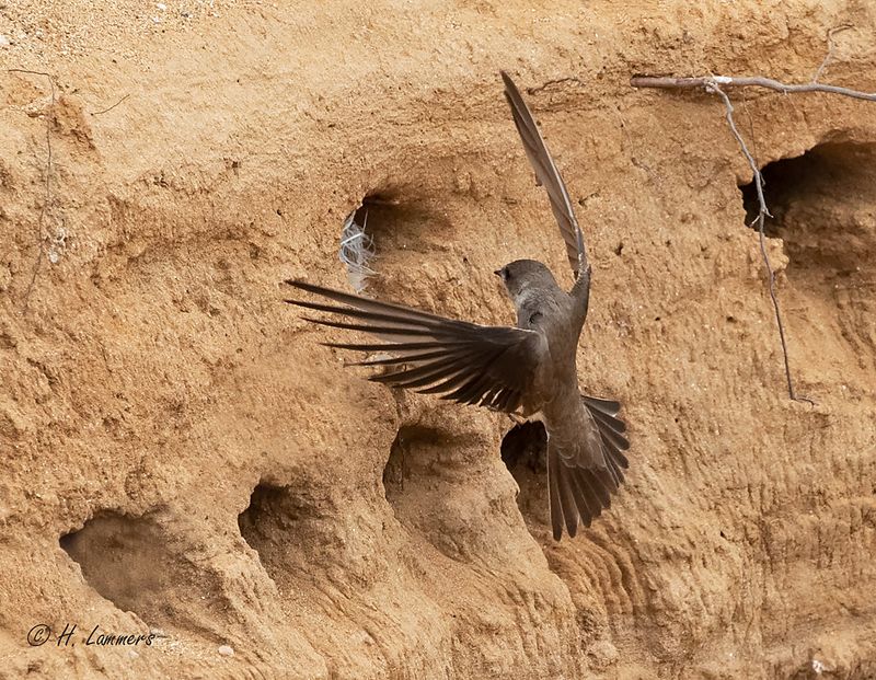 Sand martin - Oeverzwaluw - Riparia riparia