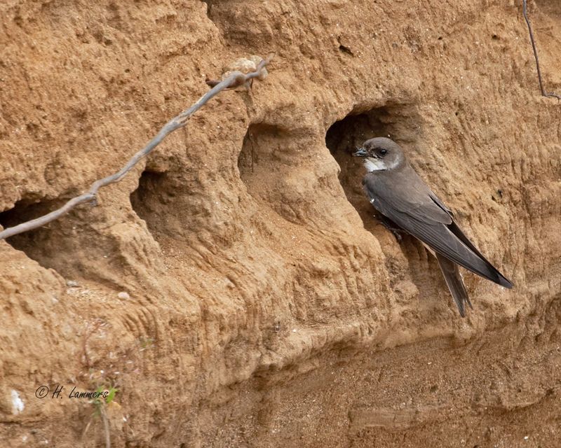 Sand martin -  Oeverzwaluw - Riparia riparia 