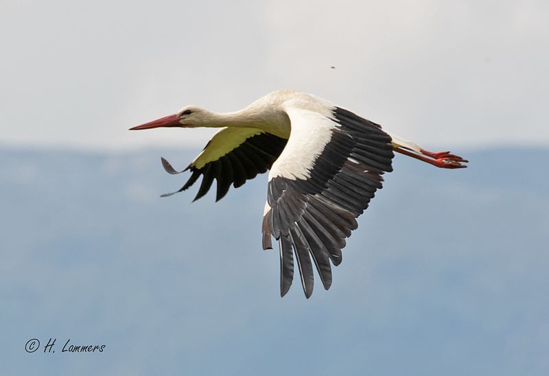 White stork - Ooievaar - Ciconia ciconia