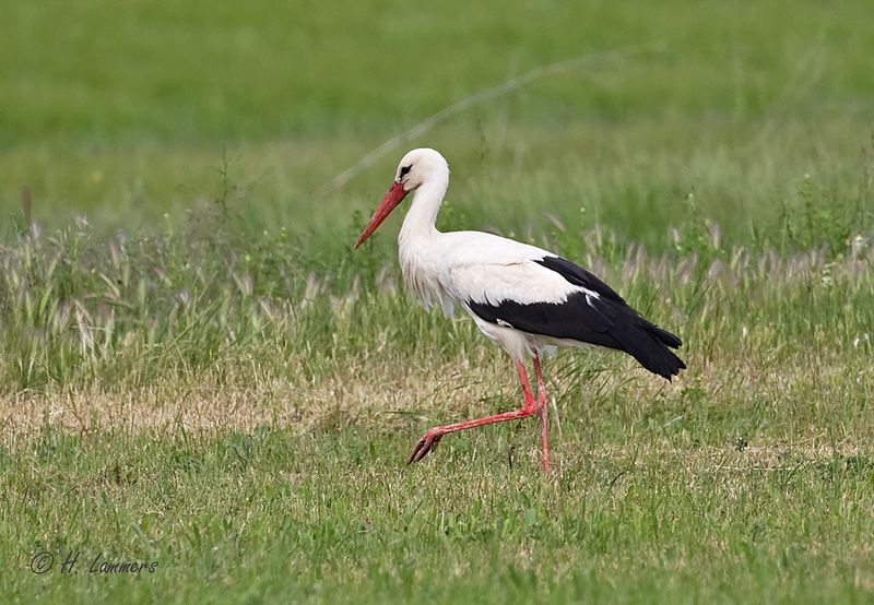 White stork - Ooievaar - Ciconia ciconia