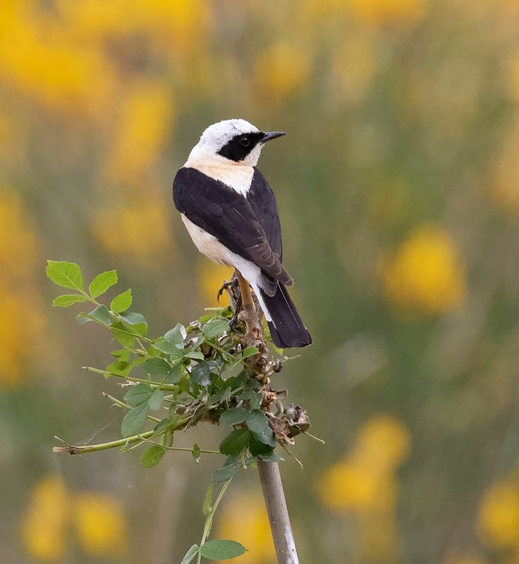 Eastern black-eared wheatear - Oostelijke Blonde Tapuit - Oenanthe melanoleuca