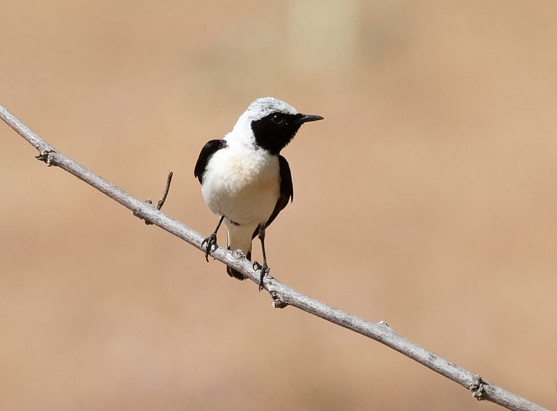 Eastern black-eared wheatear - Oostelijke Blonde Tapuit - Oenanthe melanoleuca