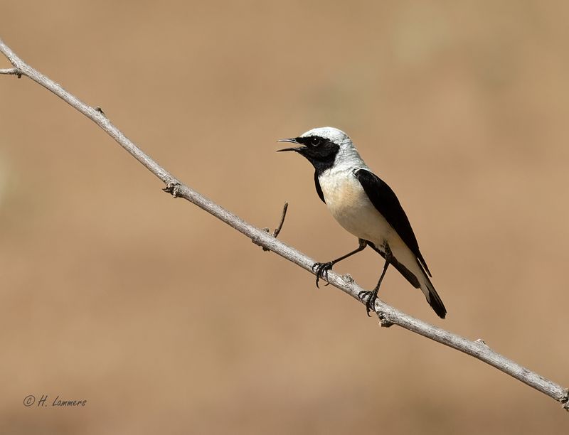 Eastern black-eared wheatear - Oostelijke Blonde Tapuit - Oenanthe melanoleuca