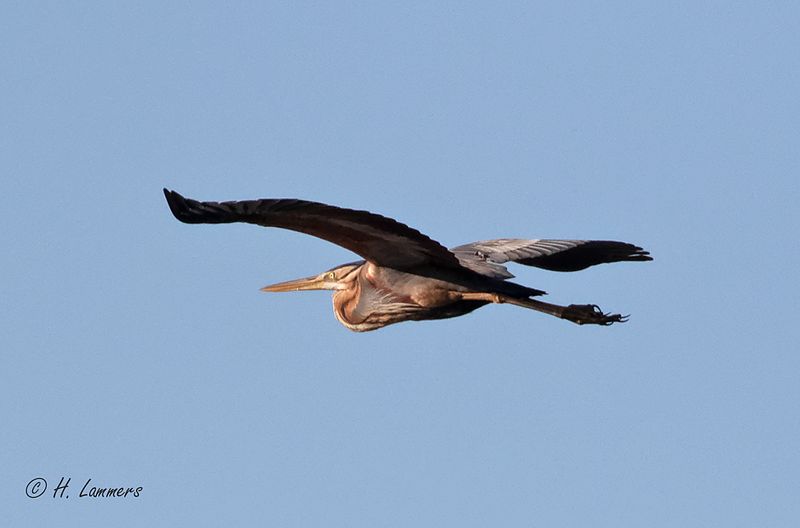 Purple heron - Purperreiger - Ardea purpurea
