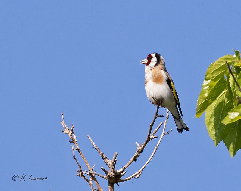 European Goldfinch - Putter - Carduelis