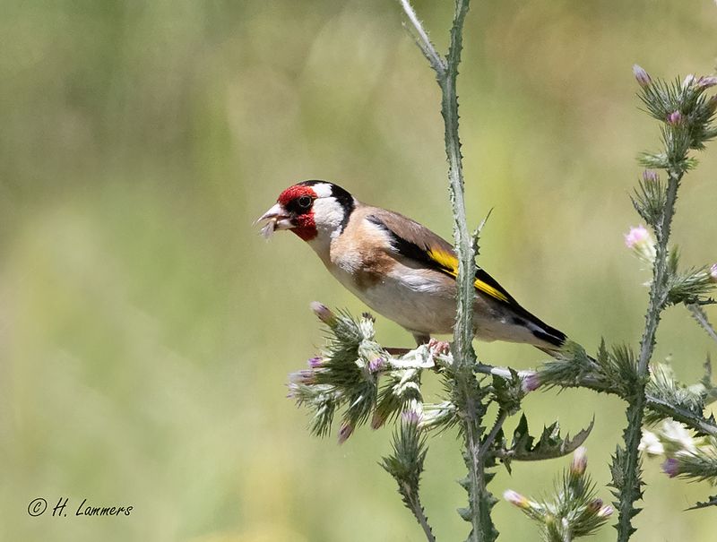 European Goldfinch - Putter - Carduelis