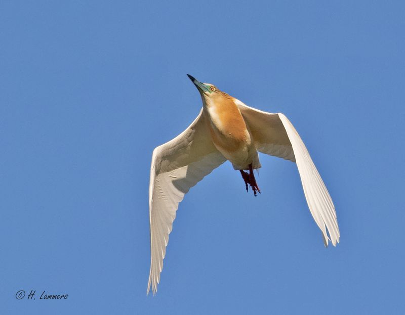 Squacco heron - Ralreiger - Ardeola ralloides