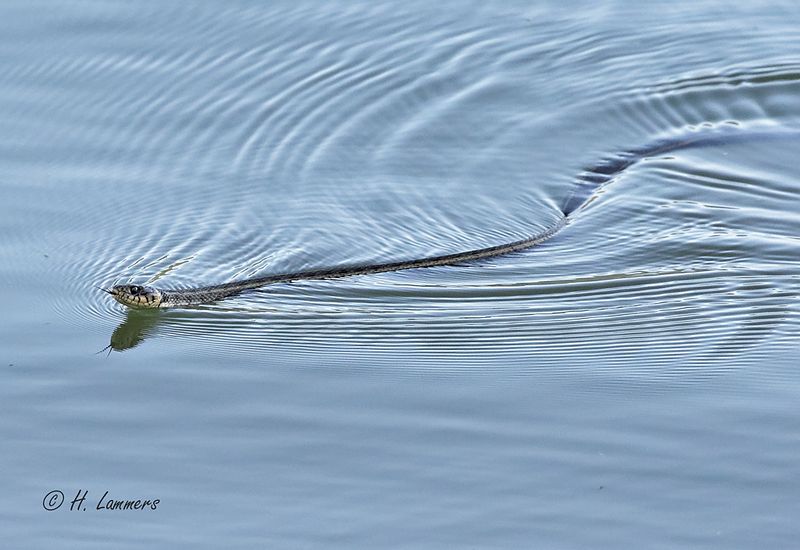 Barred grass snake - Ringslang - natrix helvetica