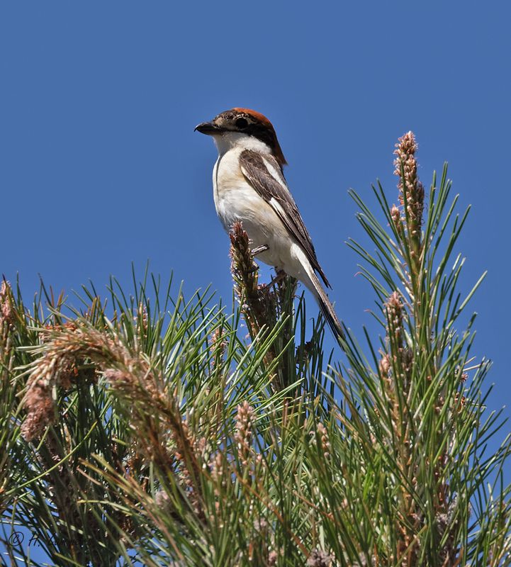 Woodchat shrike - Roodkopklauwier - Lanius senator