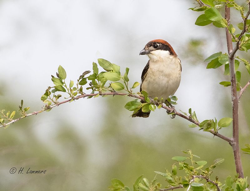 Woodchat shrike - Roodkopklauwier - Lanius senator
