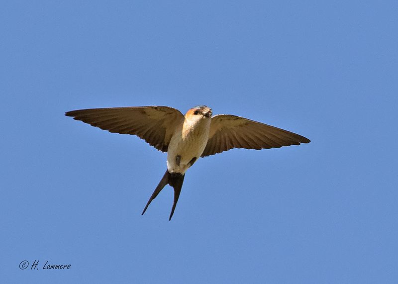 European red-rumped swallow - Roodstuitzwaluw - Cecropis daurica