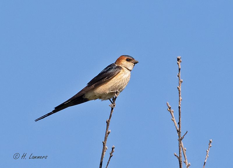 European red-rumped swallow - Roodstuitzwaluw - Cecropis daurica