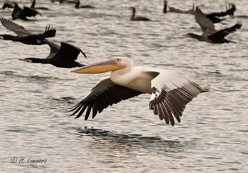 Great white pelican - Roze Pelikaan - Pelecanus onocrotalus