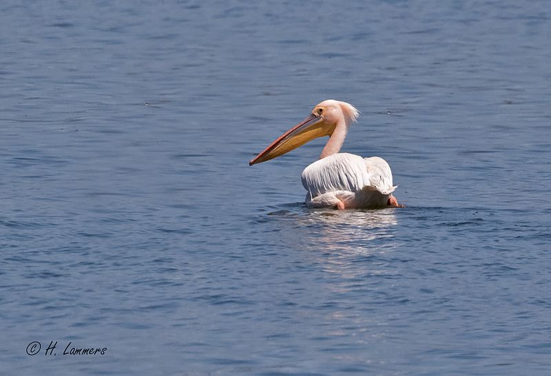 Great white pelican - Roze Pelikaan - Pelecanus onocrotalus