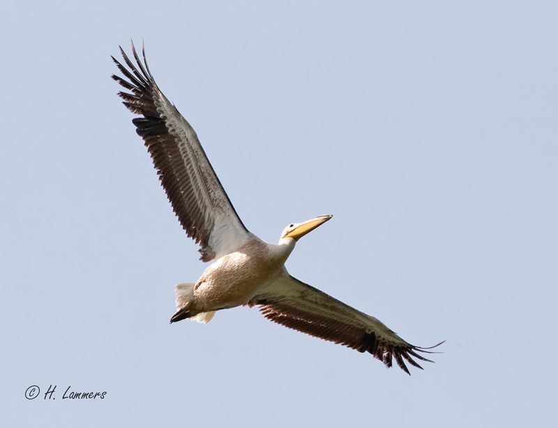 Great white pelican - Roze Pelikaan - Pelecanus onocrotalus