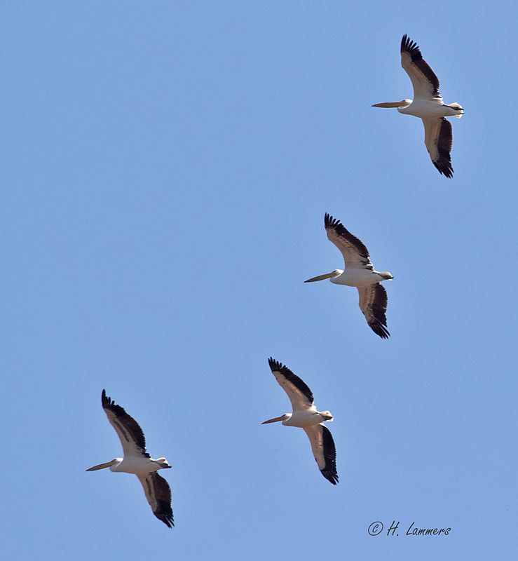 Great white pelican - Roze Pelikaan - Pelecanus onocrotalu