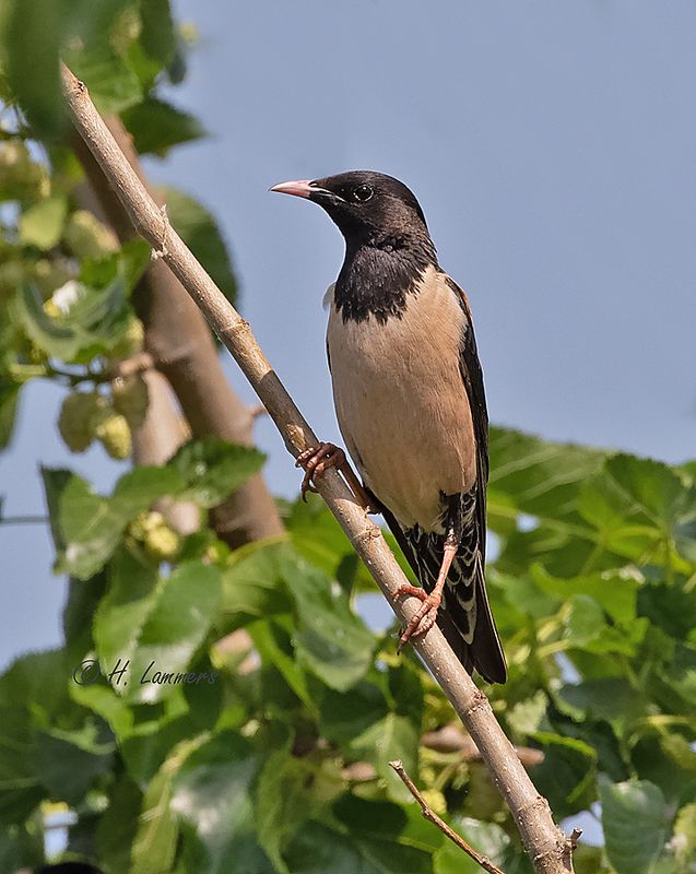 Rosy starling - Roze Spreeuw - Pastor roseus