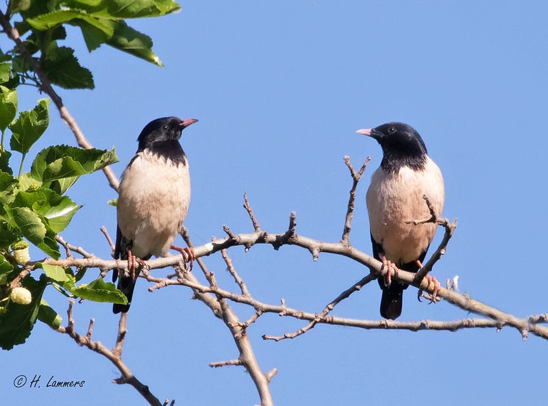 Rosy starling - Roze Spreeuw - Pastor roseus