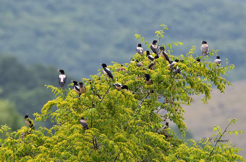 Rosy starling - Roze Spreeuw - Pastor roseus
