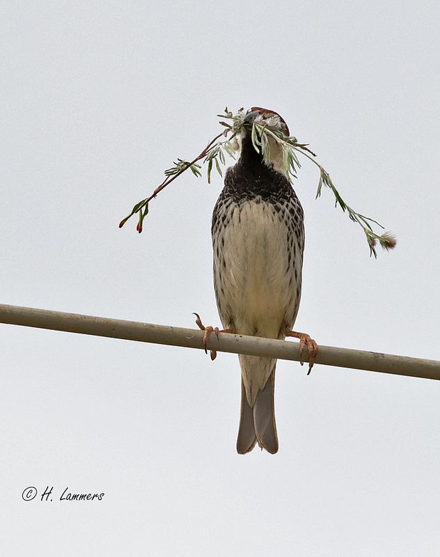 Spanish sparrow - Spaanse Mus - Passer hispaniolensis