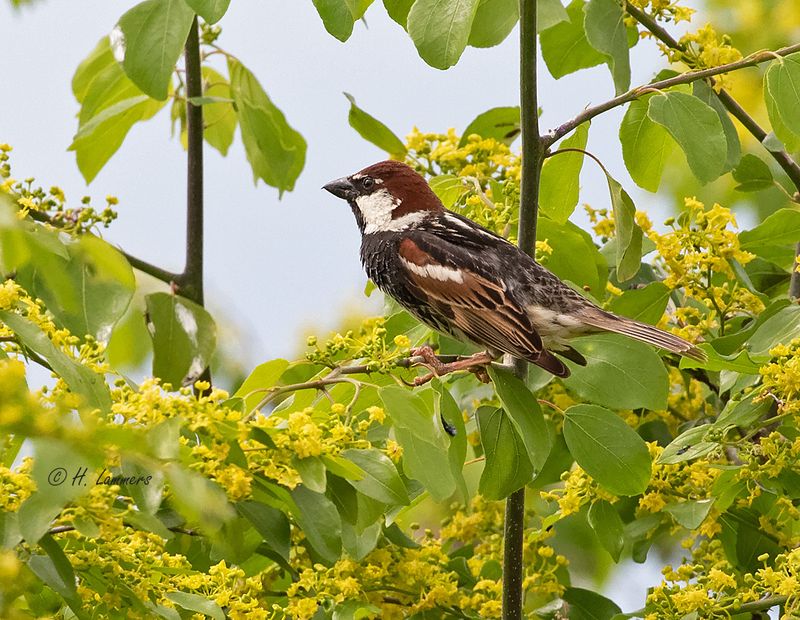 Spanish sparrow - Spaanse Mus - Passer hispaniolensis