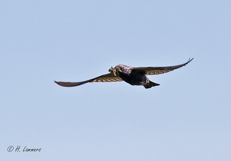 Common starling - Spreeuw - Sturnus vulgaris