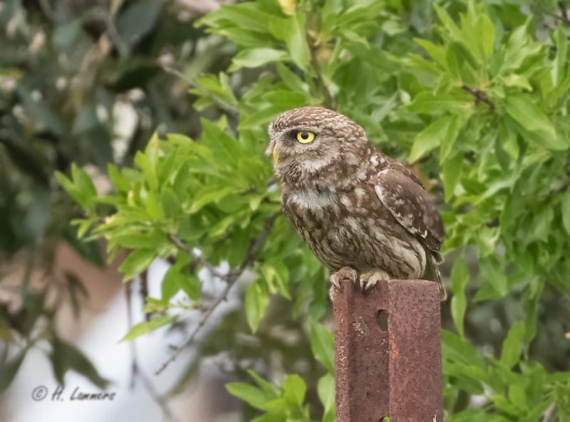 Little owl - Steenuil - Athene noctua