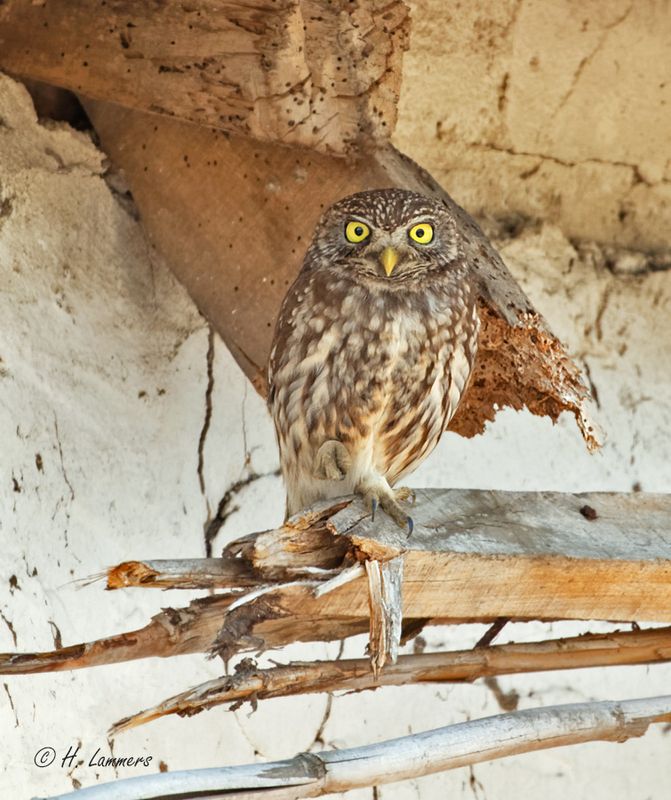 Little owl - Steenuil - Athene noctua