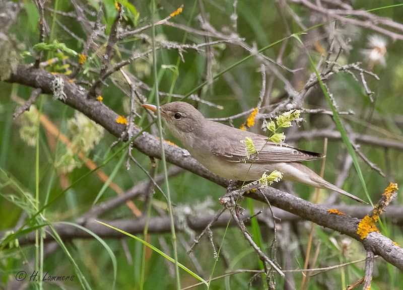 Eastern olivaceous warbler - Oostelijke vale spotvogel - Iduna pallida