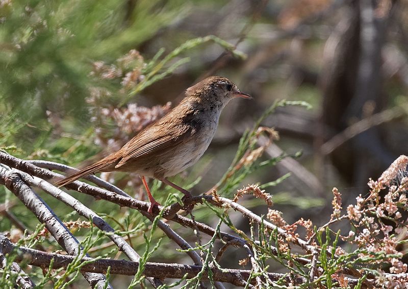 Eastern olivaceous warbler - Oostelijke vale spotvogel - Iduna pallida