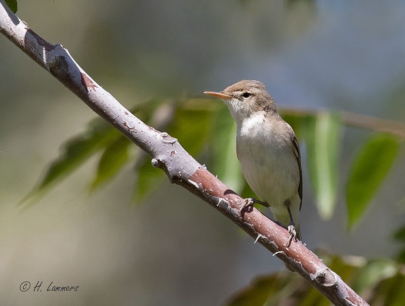 Eastern olivaceous warbler - Oostelijke vale spotvogel - Iduna pallida