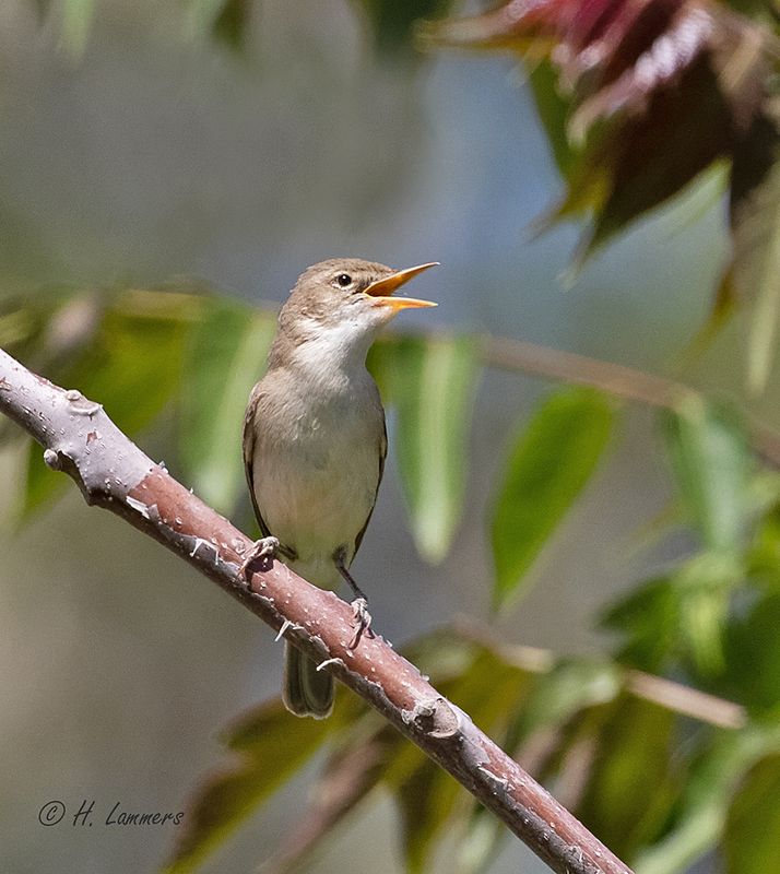 Eastern olivaceous warbler - Oostelijke vale spotvogel - Iduna pallida