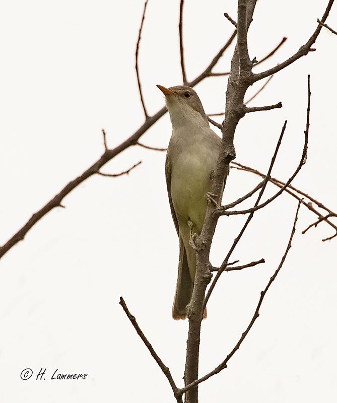 Eastern olivaceous warbler - Oostelijke vale spotvogel - Iduna pallida