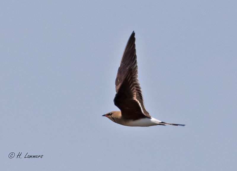 Collared pratincole - Vorkstaartplevier - Glareola pratincola