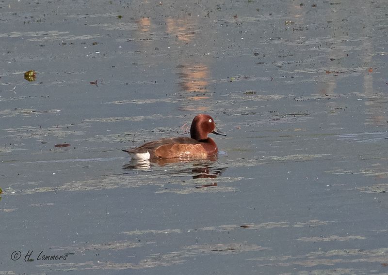 Ferruginous duck - Witoogeend - Aythya nyroca