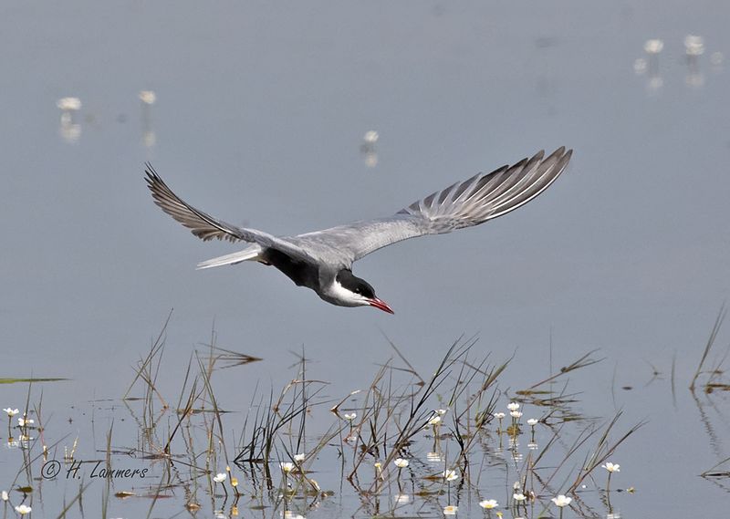 Whiskered tern - Witwangstern - Chlidonias hybrida