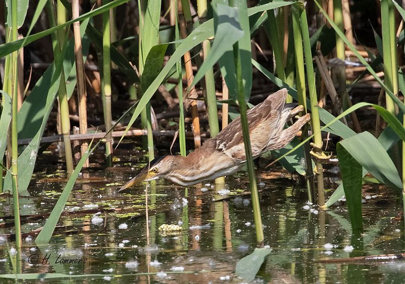 Little bittern - Woudaap - Ixobrychus minutus