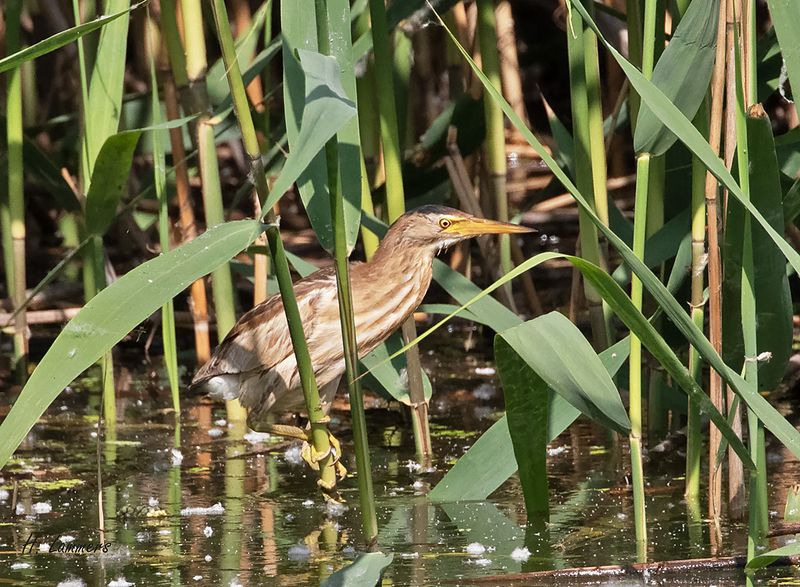 Little bittern - Woudaap - Ixobrychus minutus