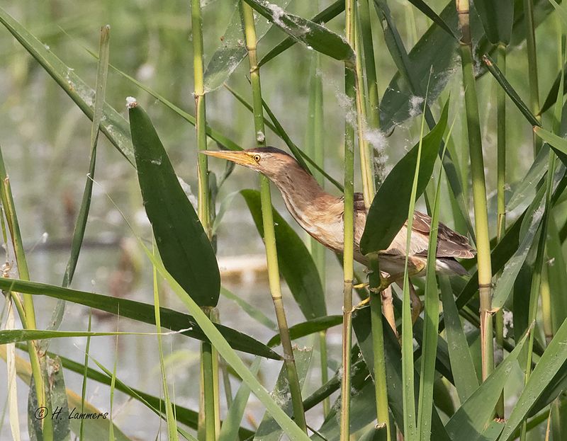 Little bittern - Woudaap - Ixobrychus minutus