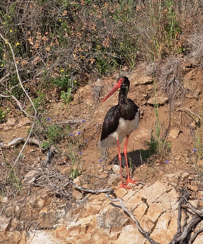 Black stork Zwarte Ooievaar - Ciconia nigra